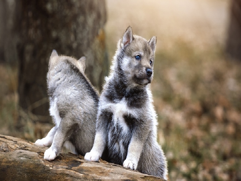 怀孕后做试管试管婴儿 智力低下lelabo试管装测评